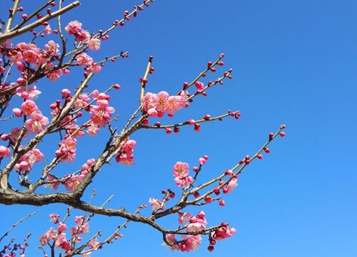 ウメ 梅 メイの気まぐれ植物図鑑