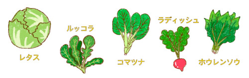 葉物野菜